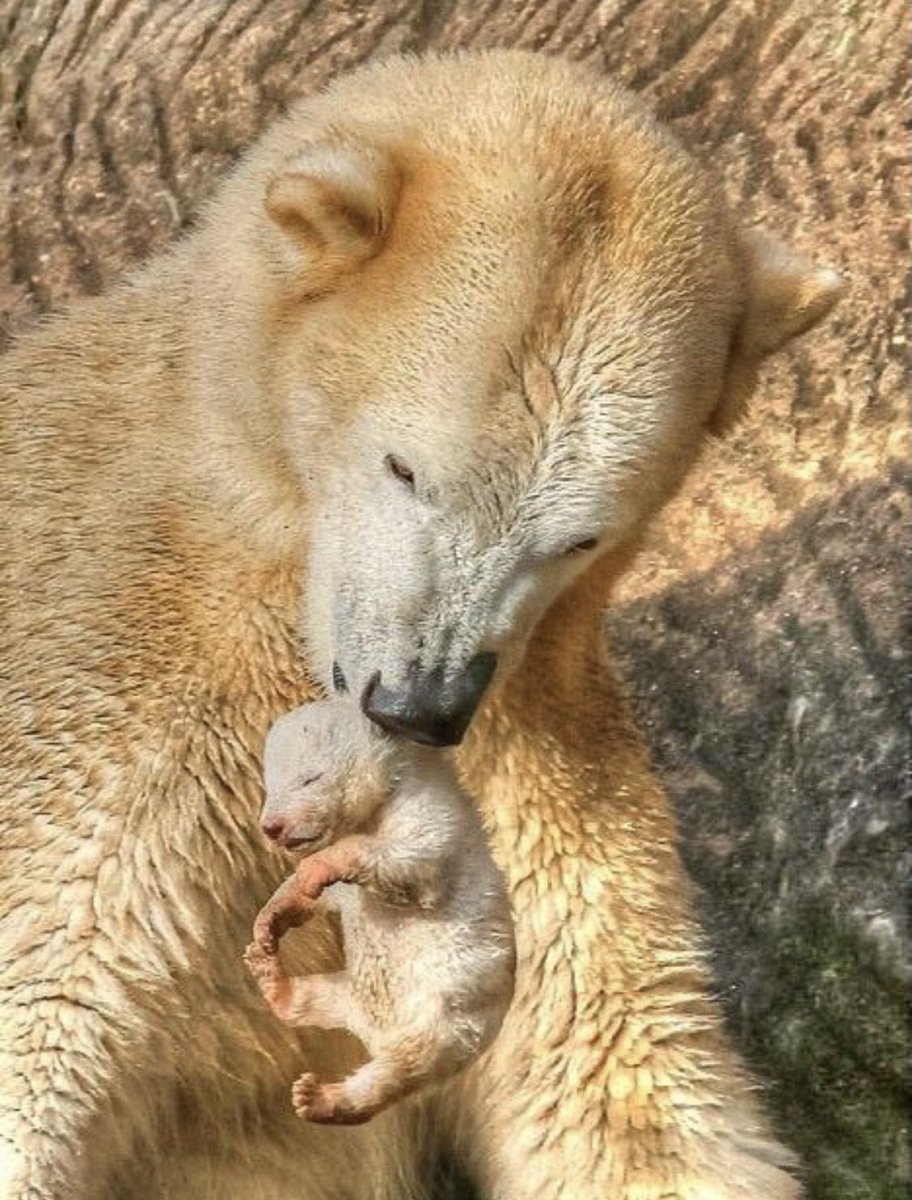 evelyn_m_k's tweet photo. Happy Monday Pack โค๏ธ๐๐บ๐ป Christmas star tonight in the sky!! Not visible since 1226! @Nokomaq @DianeRedelinghu @MiriBen2 @nkDarkDrgmailc1 @GichiGumee @hugwildlife @rotrujo @DerekPa56710094 @Graywolf080458 #SaveWolvesBears #AdoptaNoCompres #StarOfBethlehem2020 https://t.co/8xXAsOlCDx