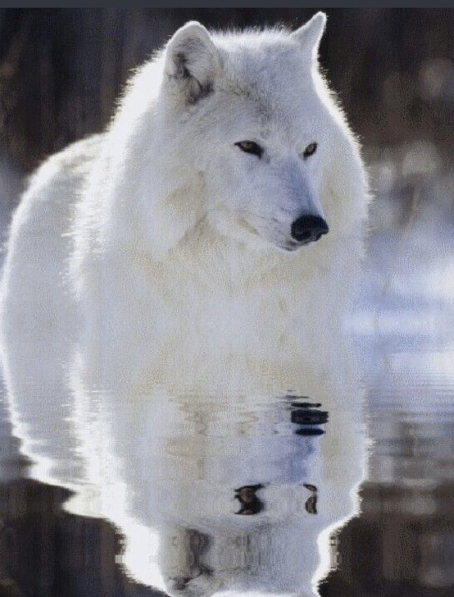 evelyn_m_k's tweet photo. Happy Monday Pack โค๏ธ๐๐บ๐ป Christmas star tonight in the sky!! Not visible since 1226! @Nokomaq @DianeRedelinghu @MiriBen2 @nkDarkDrgmailc1 @GichiGumee @hugwildlife @rotrujo @DerekPa56710094 @Graywolf080458 #SaveWolvesBears #AdoptaNoCompres #StarOfBethlehem2020 https://t.co/8xXAsOlCDx