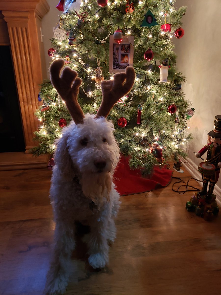 taraethan's tweet photo. @dog_rates @bestfriends @Trupanion Dugg and Barkley are available as backup reindeer for Santa https://t.co/HHYj3hNPPu