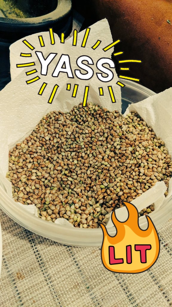 FreshCoastSeedz's tweet photo. Just Poppin them seedz! #seeds #SeedsOfDestiny #seedtime
@FreshCoastSeedz https://t.co/ejMaYo8Aom