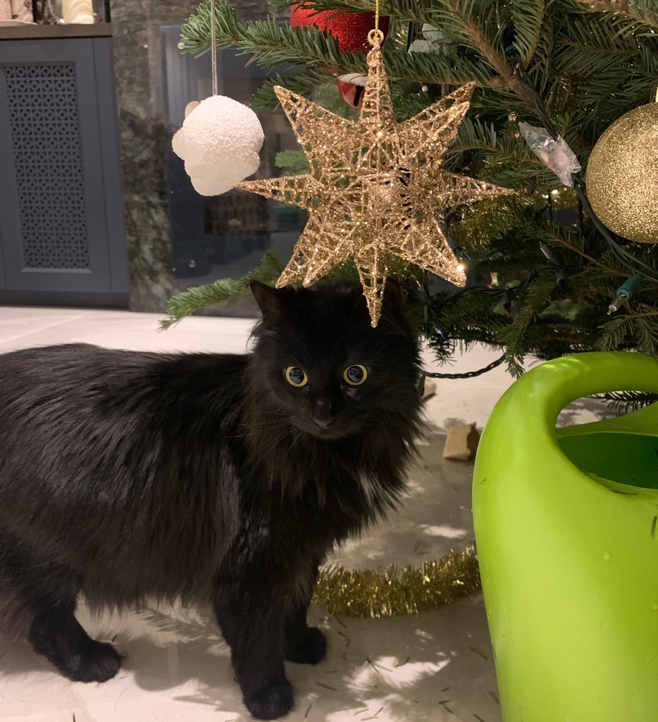 When we do Cat Visits, we expect all our work to be checked carefully by resident #inspectors, just like THE Kitty Purry is here😼 
#ThePack #catvisit #cutie #blackcat #kitten #KatyPerry #KittyPurry #smeyes