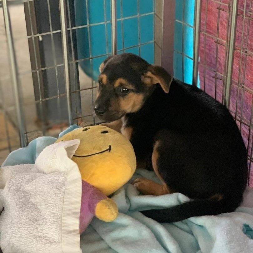 IAPWA's tweet photo. Trixie, who is recovering from 2 broken legs is now acting as a therapy dog for this depressed, poorly pup who hides in the corner of her kennel 😢 Can you provide this pair with a Christmas #FoodBundle to lift their spirits?
💙Text 'IAPWA £5' to 70470
💙https://t.co/fNTlUy3tcg https://t.co/vxiBsiFHtm