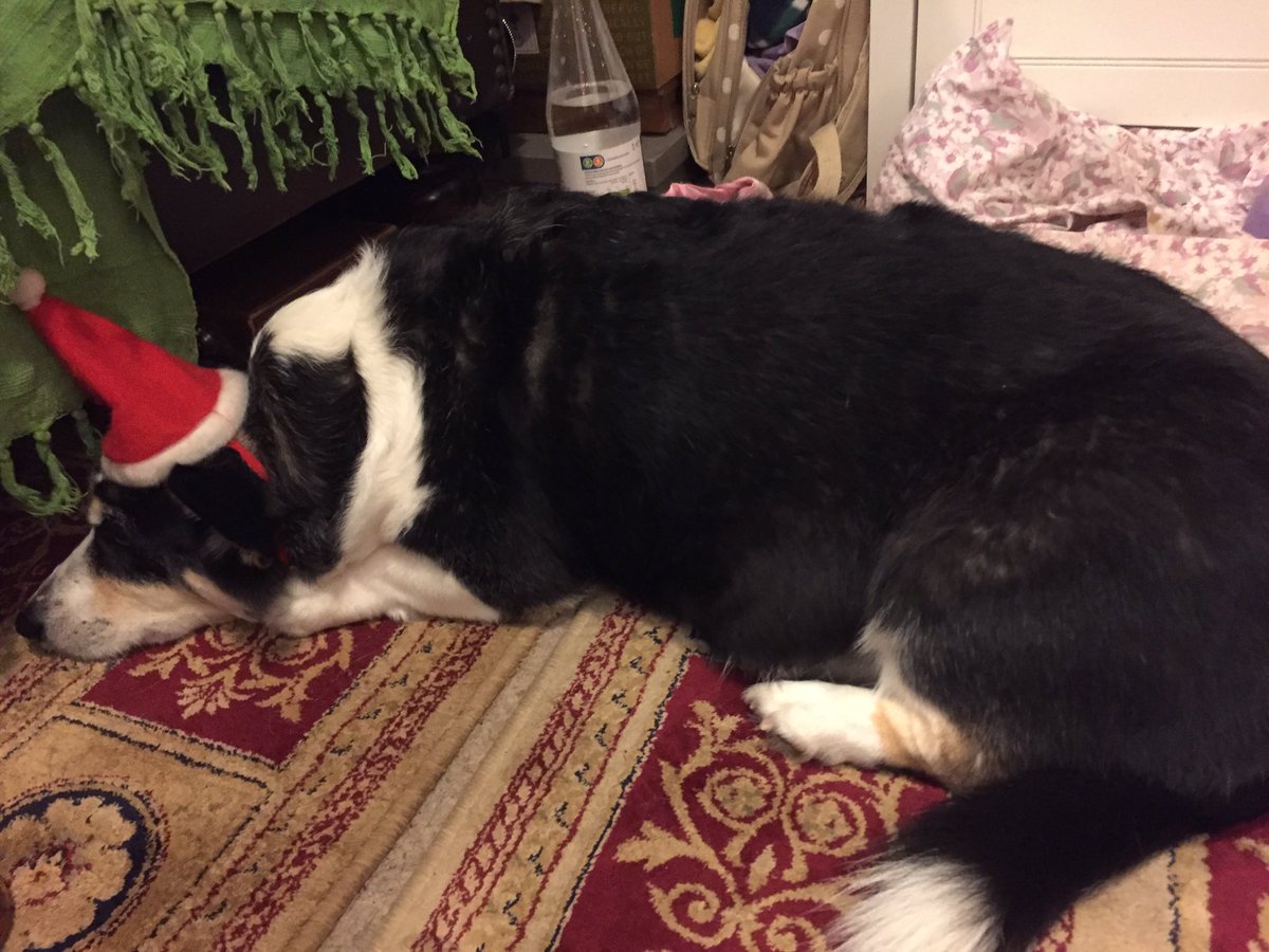 tsfb's tweet photo. @dog_rates @bestfriends @Trupanion And the other long-suffering fluffball! https://t.co/bX4jG8mE8e