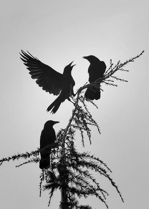 Grey winter day
amid the silence
of ice and wind
crows call
dark wings in flight
pieces of shadow
against lowering clouds
and it moves through me
an unwinding ribbon
of atavistic cold
wrapping around my bones

#vss365 #poetry #microstory 

#photo by Ralf Kistowski