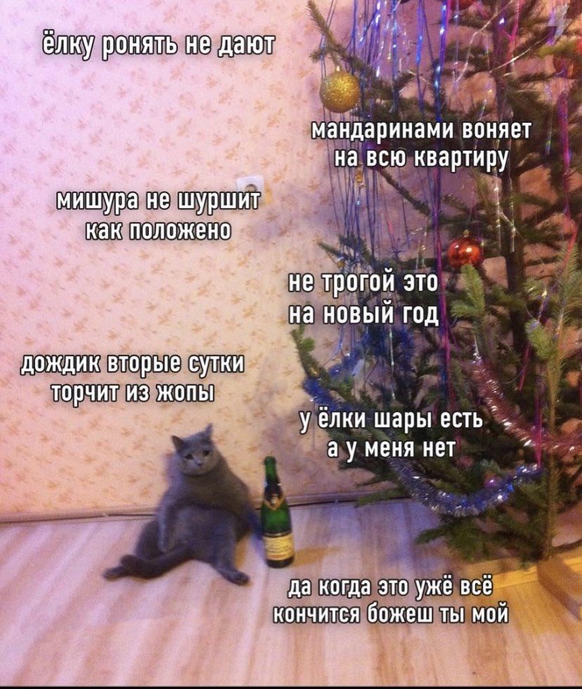 alinchosss's tweet photo. О, мой кот https://t.co/5GdqT4W59X
