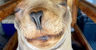 TaraMcKenney's tweet photo. #Cronutt, first ever #sealion to successfully come out of brain surgery to reverse #Epilepsy seizures that can lead to drowning in the wild. Warming ocean waters + algae blooms create toxins ingested by sardines + anchovies eaten by sea lions + otters, driving up epilepsy cases. https://t.co/jdd4VvmKMe