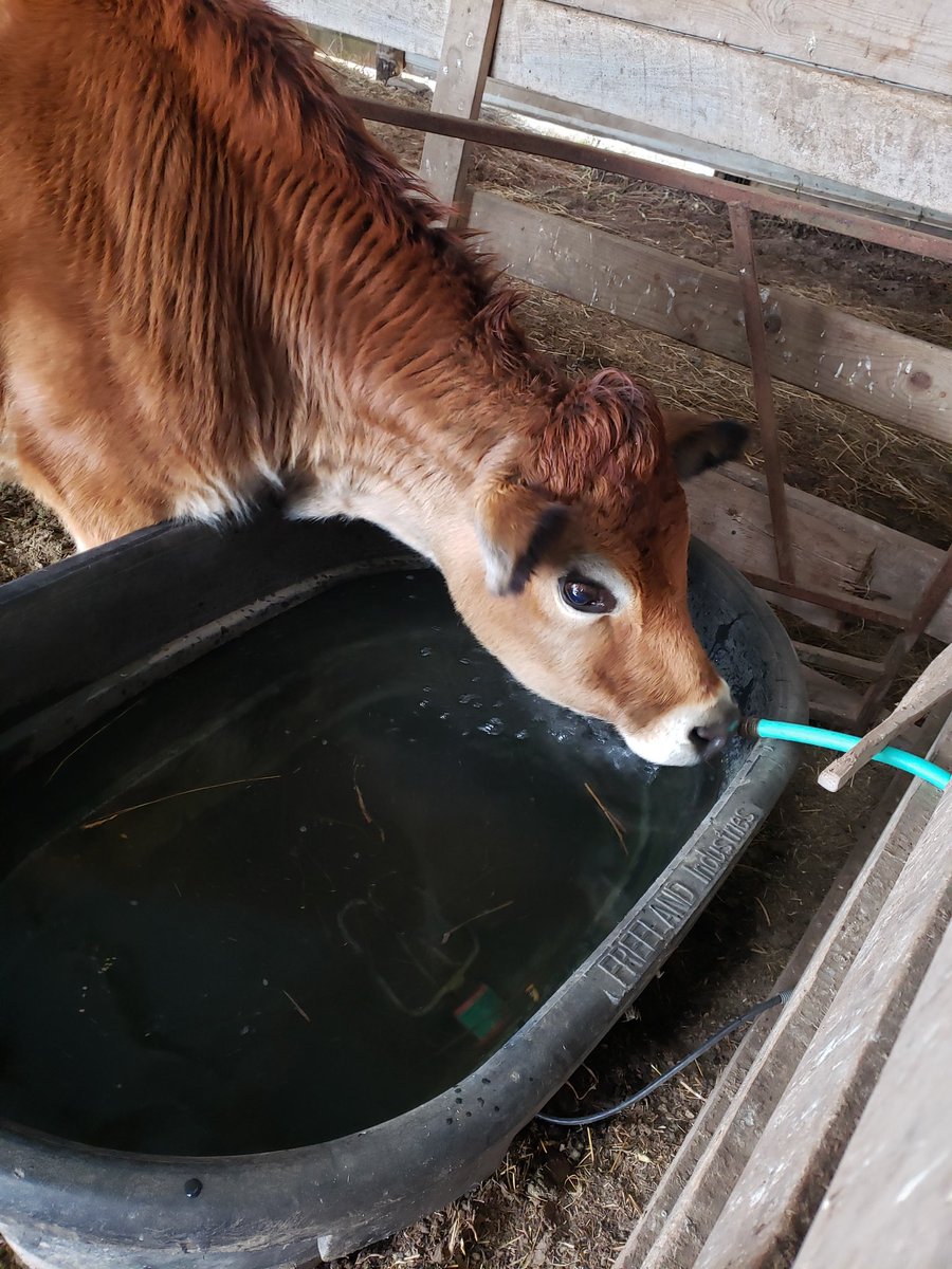 HogsbackHome's tweet image. Winter struggles...
Having to string four hoses across the yard from your basement to water the animals because the pump in the shed is a frozen piece of junk. 😂

I hope winter is short this year. 😂😂