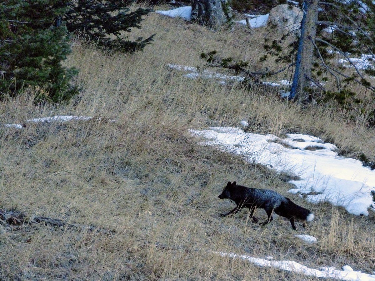 lncoughlin's tweet photo. @COParksWildlife Spotted at 9 am 12-6-20 ❤️ https://t.co/h7nFTRVSwT