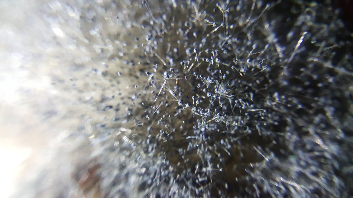 MiBonao's tweet photo. Hongo de la naranja: Citrus sinensis El agente causal es el Penicillium digitatum (moho verde)
#moho
#citrus
#sinensis
#penicillium
#digitatum https://t.co/5UWeHwHevG