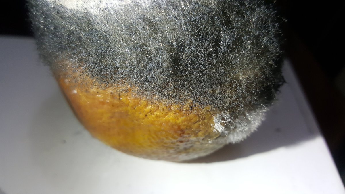 MiBonao's tweet photo. Hongo de la naranja: Citrus sinensis El agente causal es el Penicillium digitatum (moho verde)
#moho
#citrus
#sinensis
#penicillium
#digitatum https://t.co/5UWeHwHevG