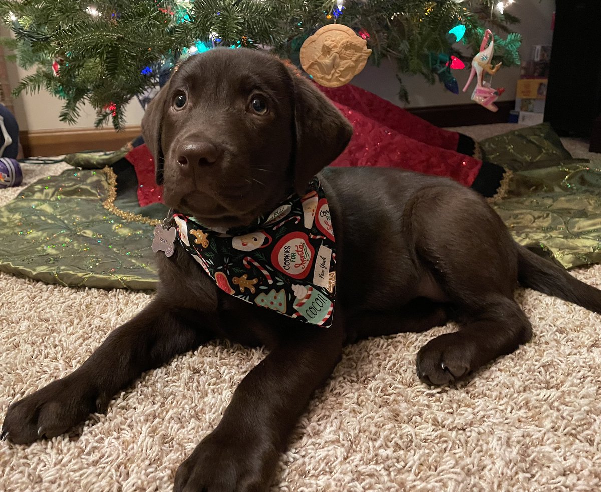MDJammers's tweet photo. @dog_rates @bestfriends @Trupanion Ready for Santa Paws https://t.co/Y32FPPWtJk