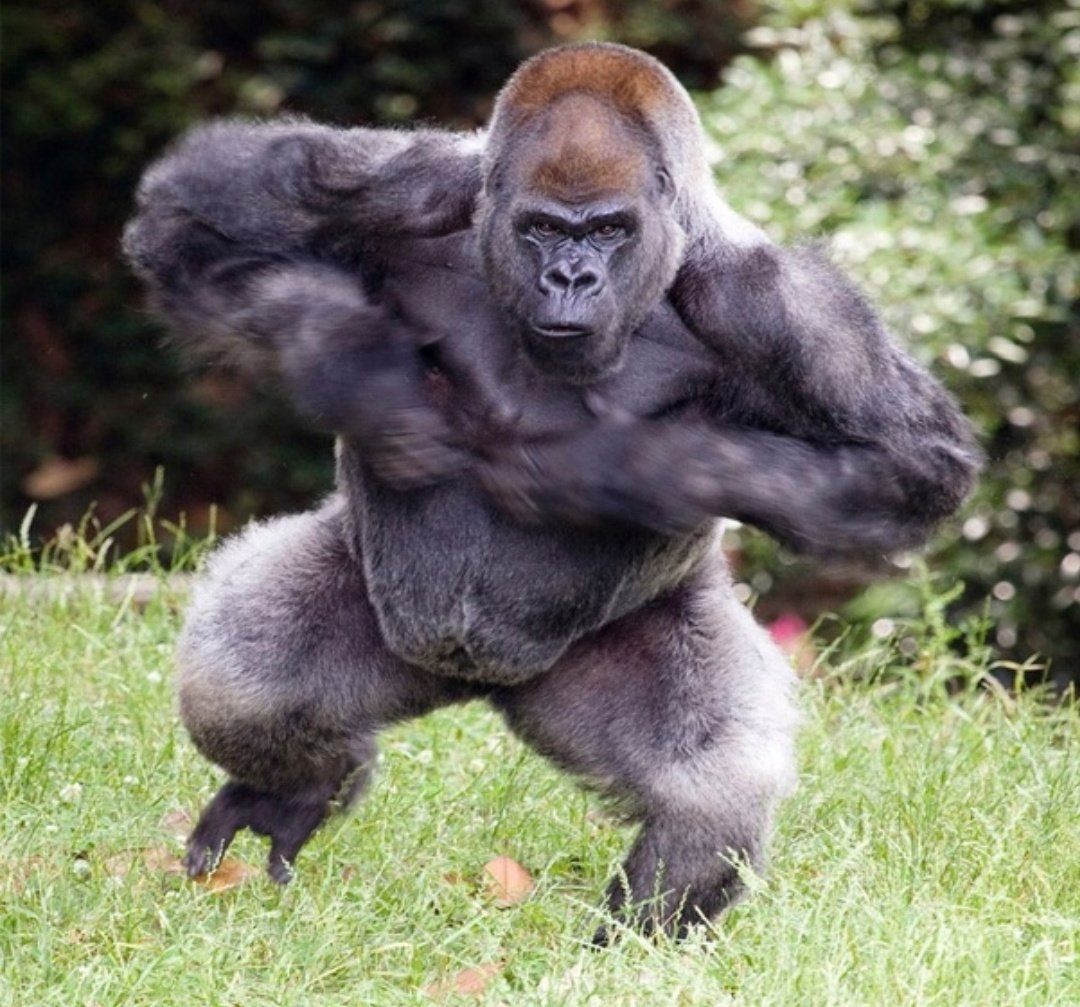 PrimatesDaily's tweet photo. @Adrianabeate REJECT SIMPMAS EMBRACE MONKEMAS https://t.co/mOxWdqz15u
