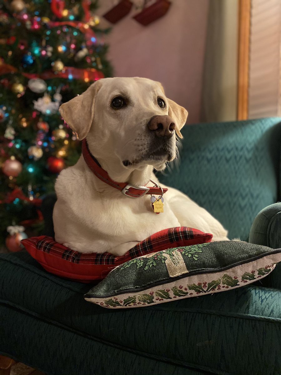 HayBaykk's tweet photo. @dog_rates @bestfriends @Trupanion https://t.co/mMhcurqjQv