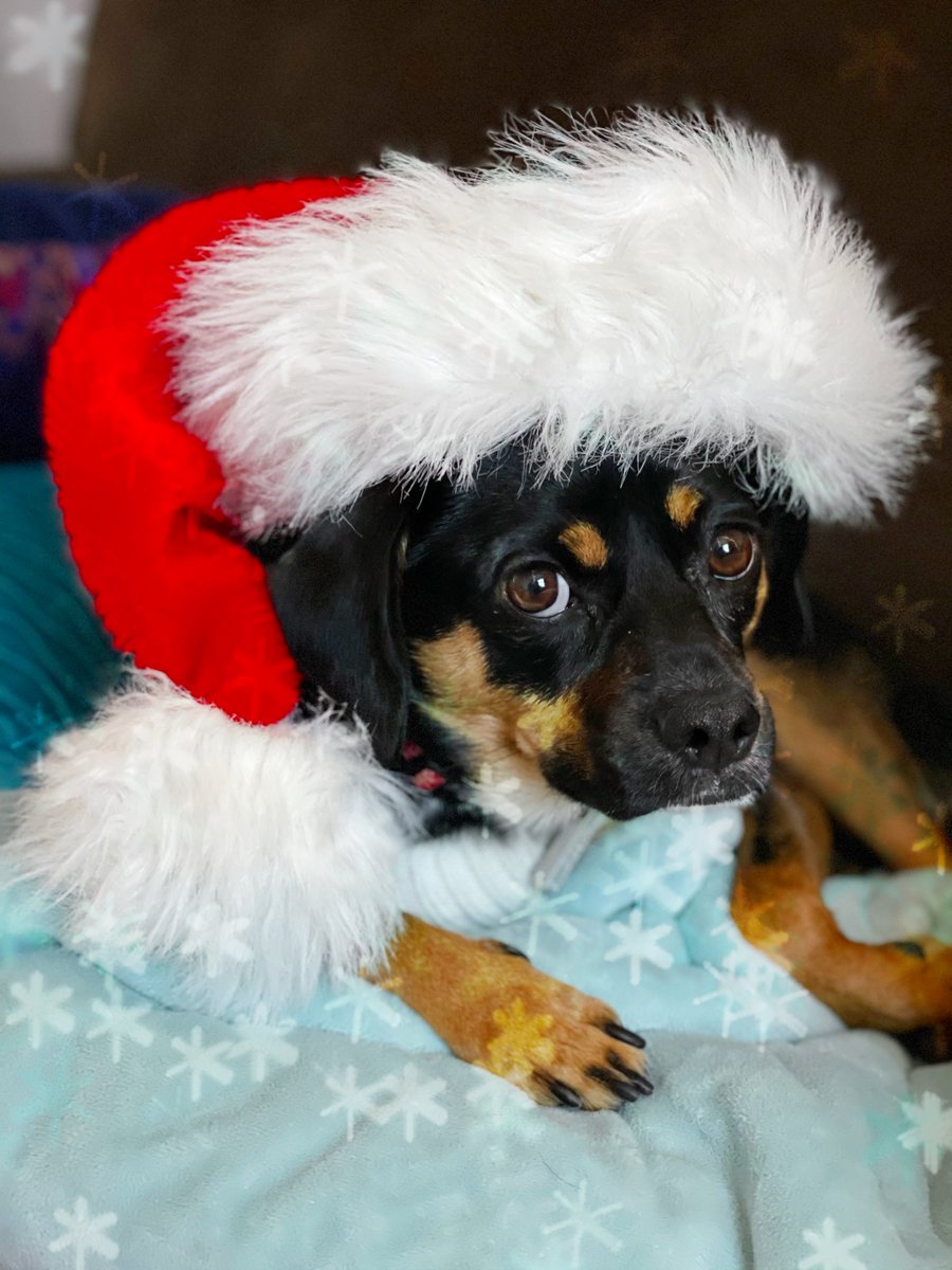 raisinghumans's tweet photo. @dog_rates @bestfriends @Trupanion https://t.co/jUzjmIN8xm