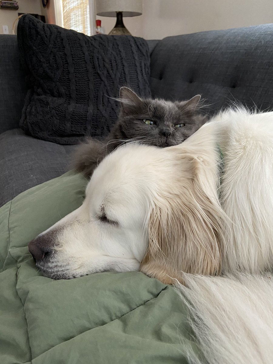 bernblue's tweet image. They love each other part 328...