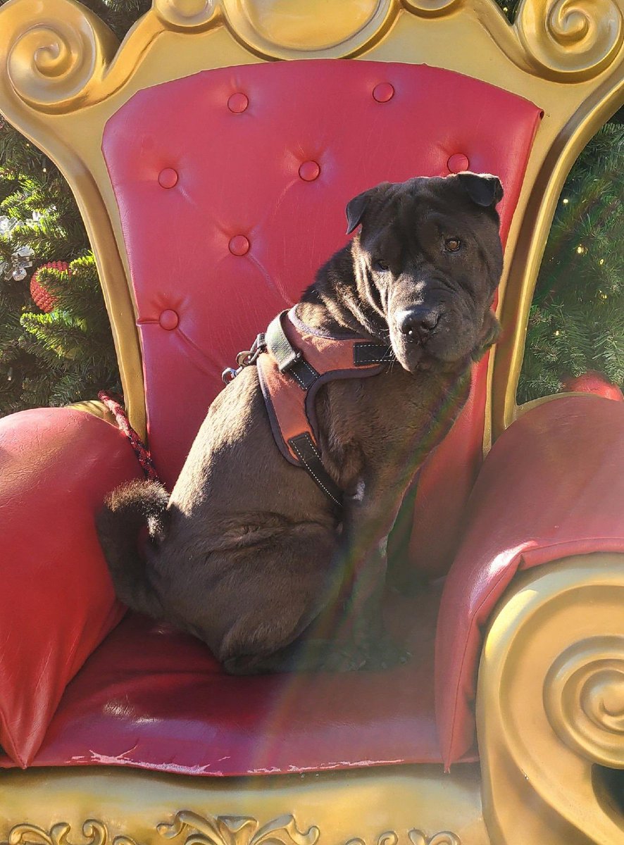 JenaeFaith's tweet photo. @dog_rates @bestfriends @Trupanion https://t.co/4kWRAfdo6P