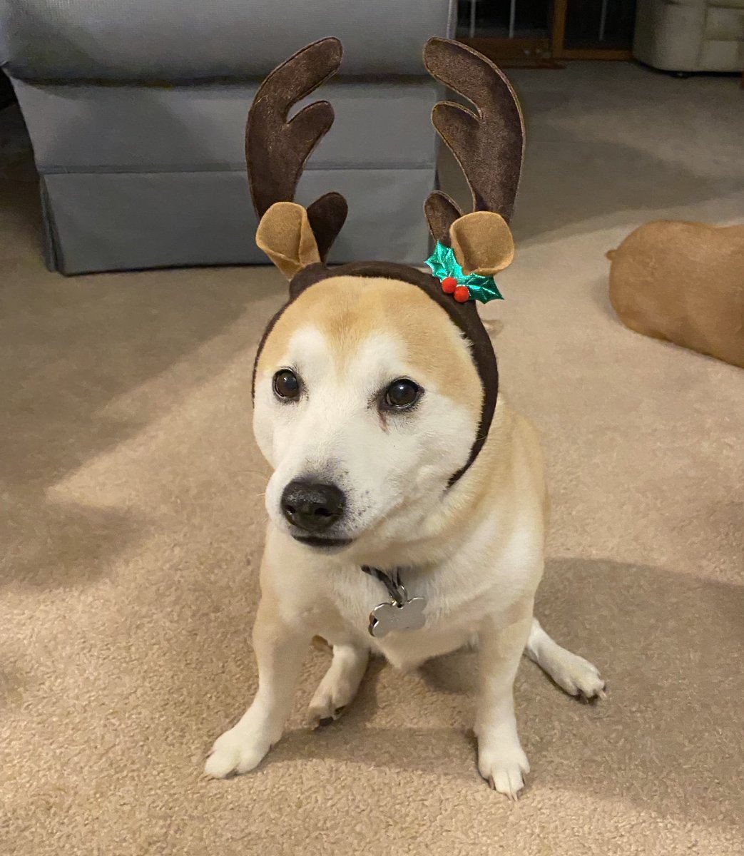Abbott77H's tweet photo. @dog_rates @bestfriends @Trupanion https://t.co/vU8NwBm8To