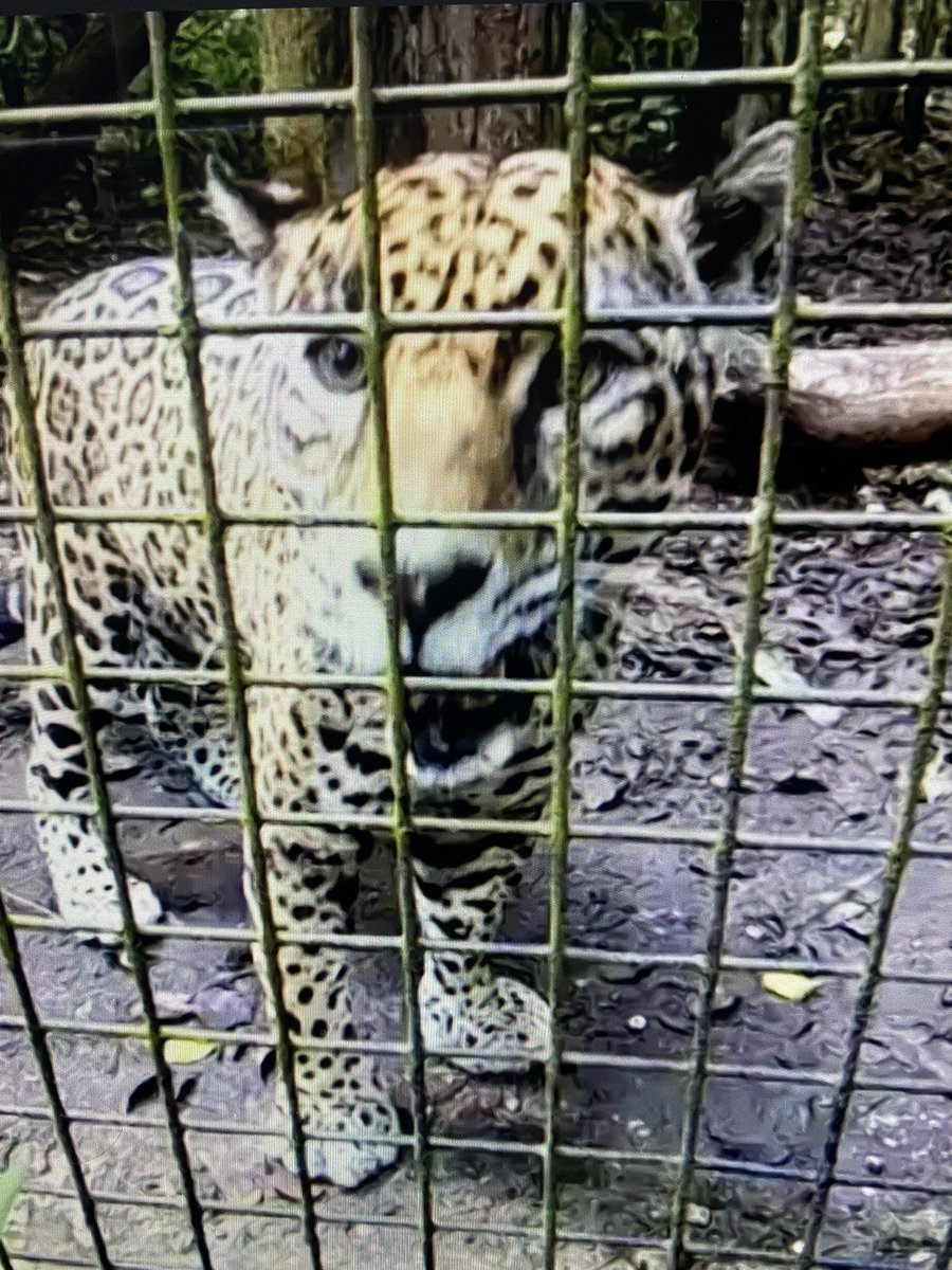 Windelspectrum's tweet photo. Another great day of virtual education at the Belize Zoo! Let’s take your class, friends, coworkers on a virtual tour in 2021! #VirtualEvents @ZooBelize #edventure https://t.co/iP37wRhogt