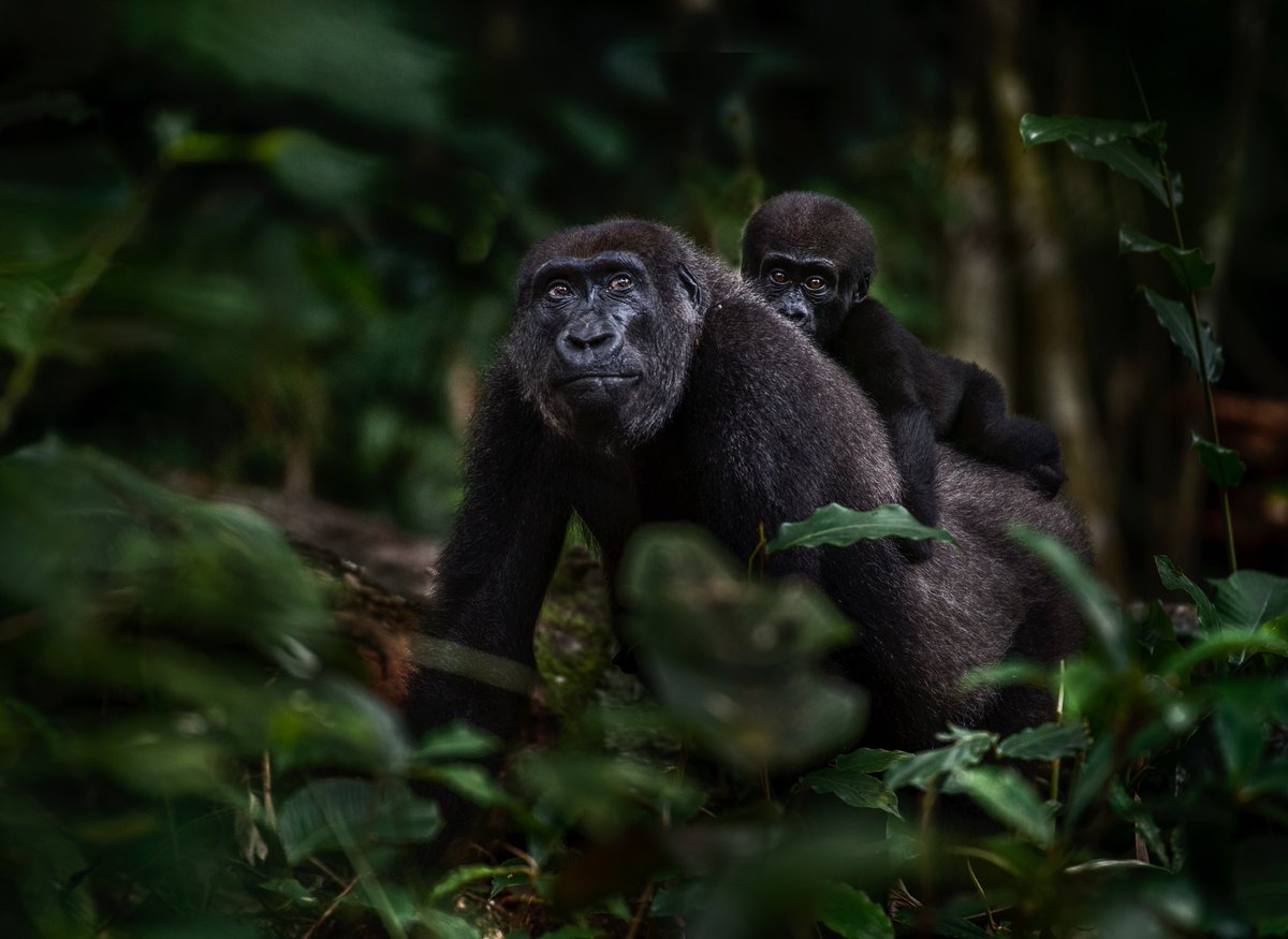 African Parks tweet media