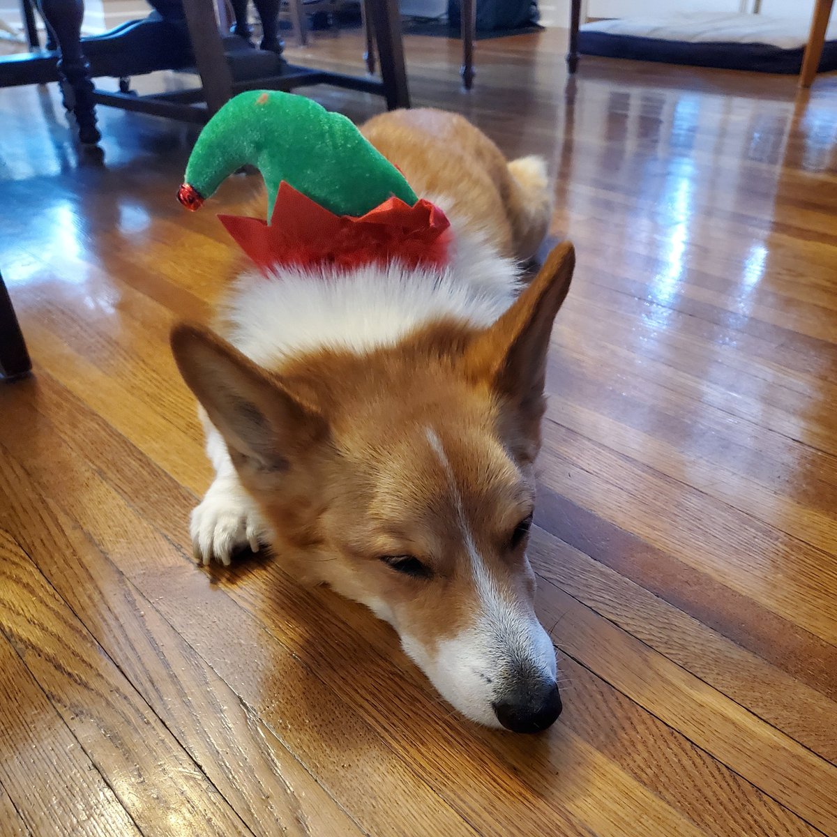 GenevieveMarch6's tweet photo. @dog_rates @bestfriends @Trupanion Thank you! Here is my little elf who wrapped too many presents and needed a nap. https://t.co/o5XaWbQ4SA