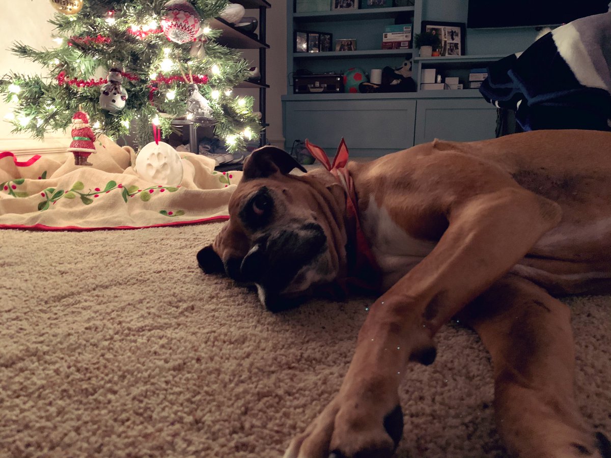 MeghanBlake31's tweet photo. @dog_rates @bestfriends @Trupanion Senior pup Christmas pic https://t.co/weCoZnXFzS