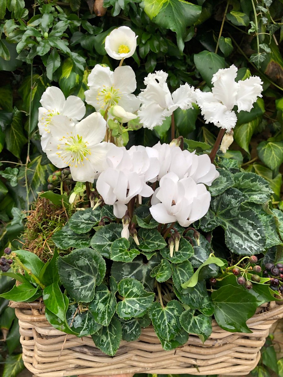 ardingtoncrafts's tweet photo. Ardington's Christmas Craft Club 'set the table' on Tuesday - here's a glimpse at the fresh foliage decorations and Christmas Tree napkin folding....more to follow! #tablecentre #christmastable https://t.co/tiuA0KK3EW
