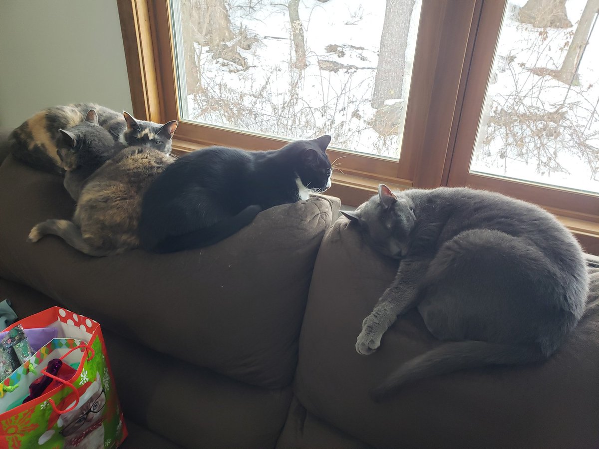 OoglieBean's tweet photo. The managers of the Gift Wrapping Department are snoozing on the job.
#ChipBean #SmallsBean #OogloeBean #ViBean #Cats #CatsOfTwitter https://t.co/9z4YenECZ6