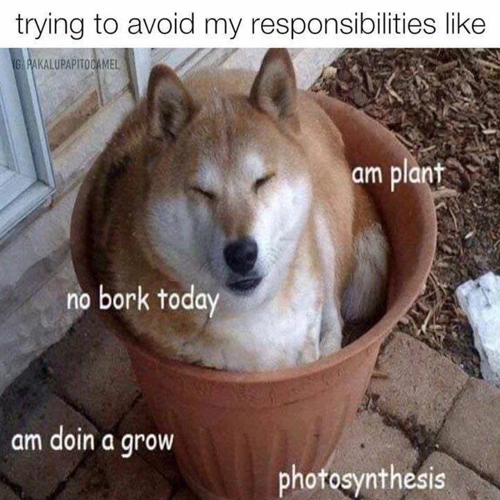 ImpactDogCrates's tweet photo. Here’s some dog memes to brighten up your monday! 🤪 https://t.co/ZJwt5TnnPr