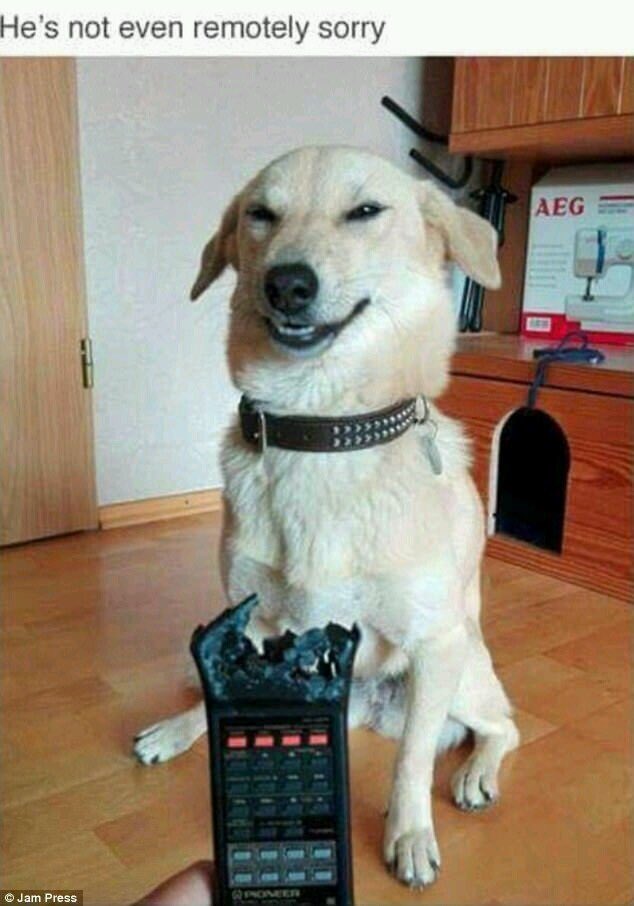 ImpactDogCrates's tweet photo. Here’s some dog memes to brighten up your monday! 🤪 https://t.co/ZJwt5TnnPr