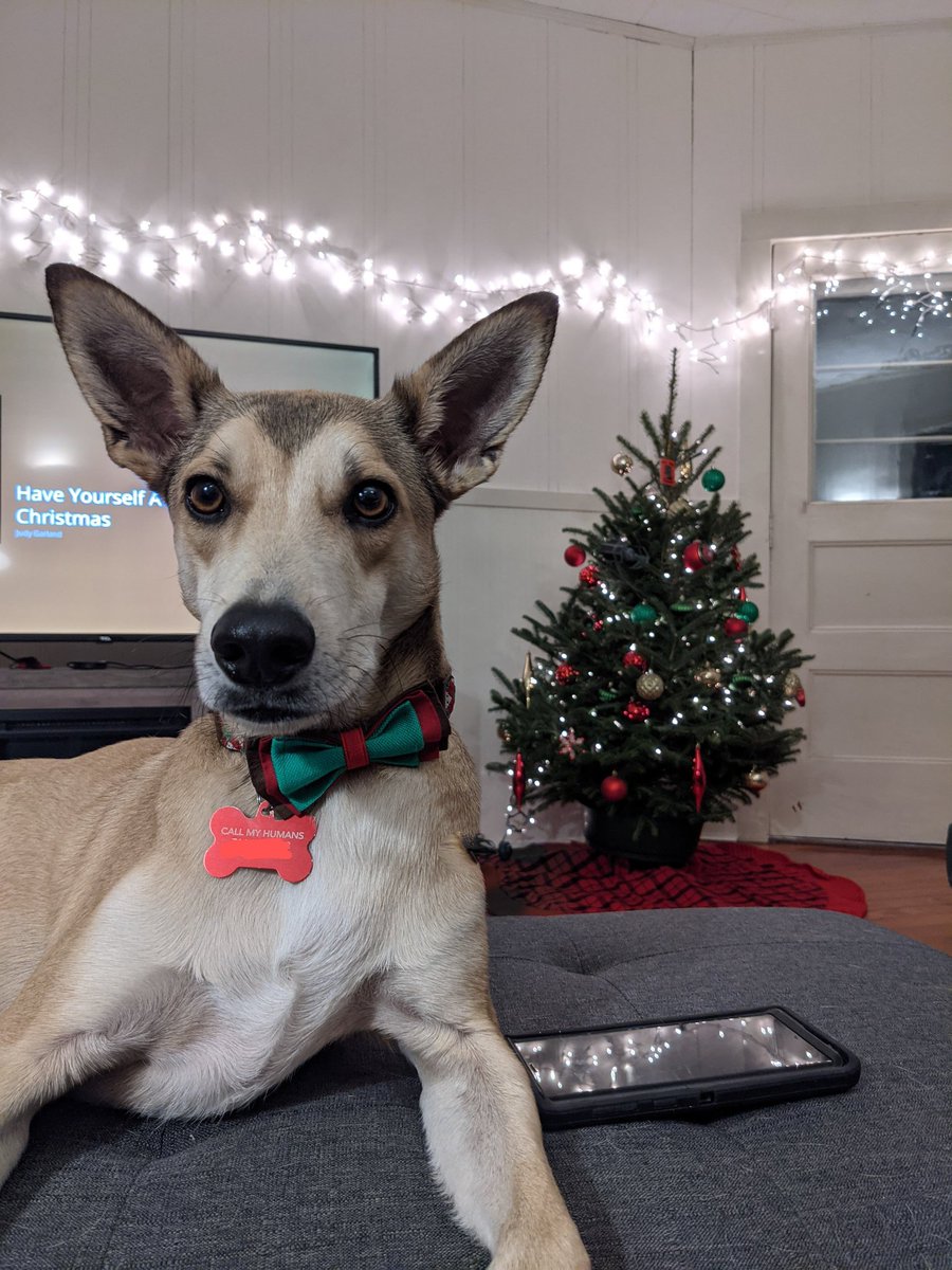 hayleybicycle's tweet photo. @dog_rates @bestfriends @Trupanion https://t.co/CABpu8oYrk