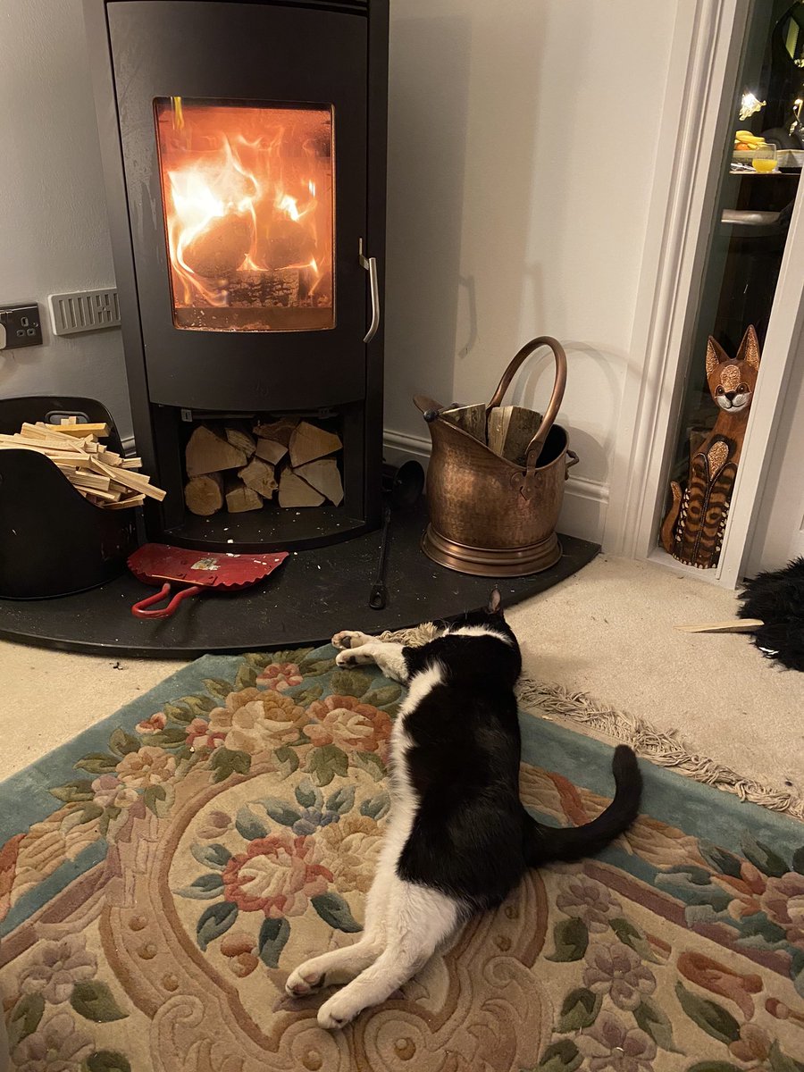 SpanielsSuper's tweet photo. Noooooooo 😱😱😱😱 I moved and took my panda.... PussPuss got the spot #LostMySpot https://t.co/MfQJG9pbEe