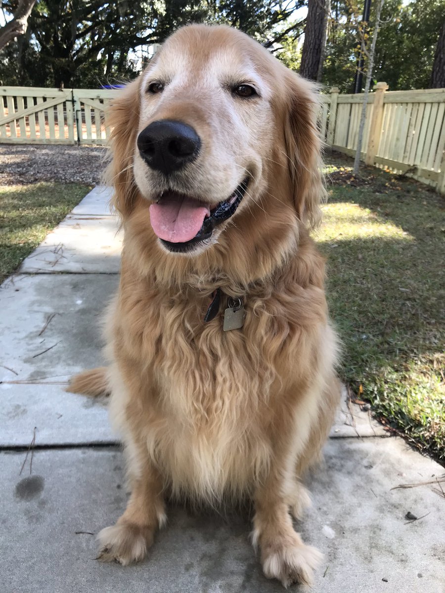 thatprofessor's tweet photo. @dog_rates @bestfriends @Trupanion https://t.co/wuHH1Qzzla