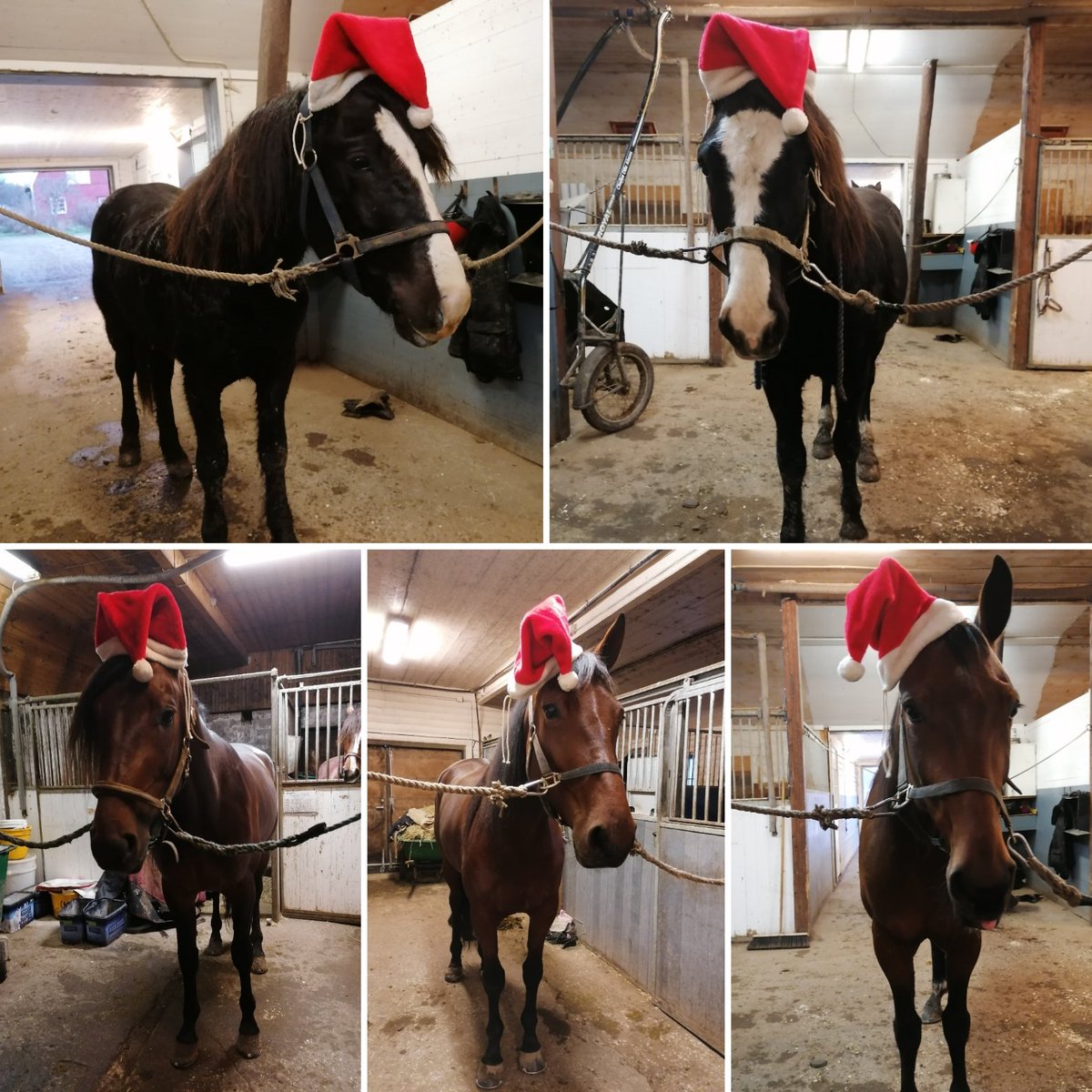EAsblom's tweet photo. God Jul från ett gäng av hästarna på jobbet 🎅
#ActionLauncher #Doldis #MTInsider #GordonMearas #KiaraCBoko #EieTeddy #RosensTulido #KlondikeCBoko #BBSBalou #NikkiMinaj #NordbyElde #NordbyKuling #MinoTabac #SluggoTabac #Angedölen https://t.co/dbbSoBy0bd
