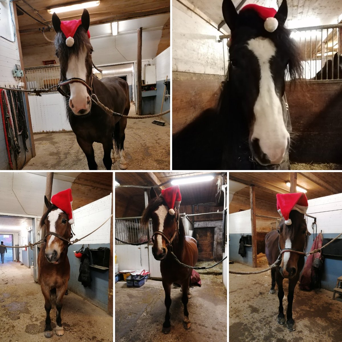 EAsblom's tweet photo. God Jul från ett gäng av hästarna på jobbet 🎅
#ActionLauncher #Doldis #MTInsider #GordonMearas #KiaraCBoko #EieTeddy #RosensTulido #KlondikeCBoko #BBSBalou #NikkiMinaj #NordbyElde #NordbyKuling #MinoTabac #SluggoTabac #Angedölen https://t.co/dbbSoBy0bd