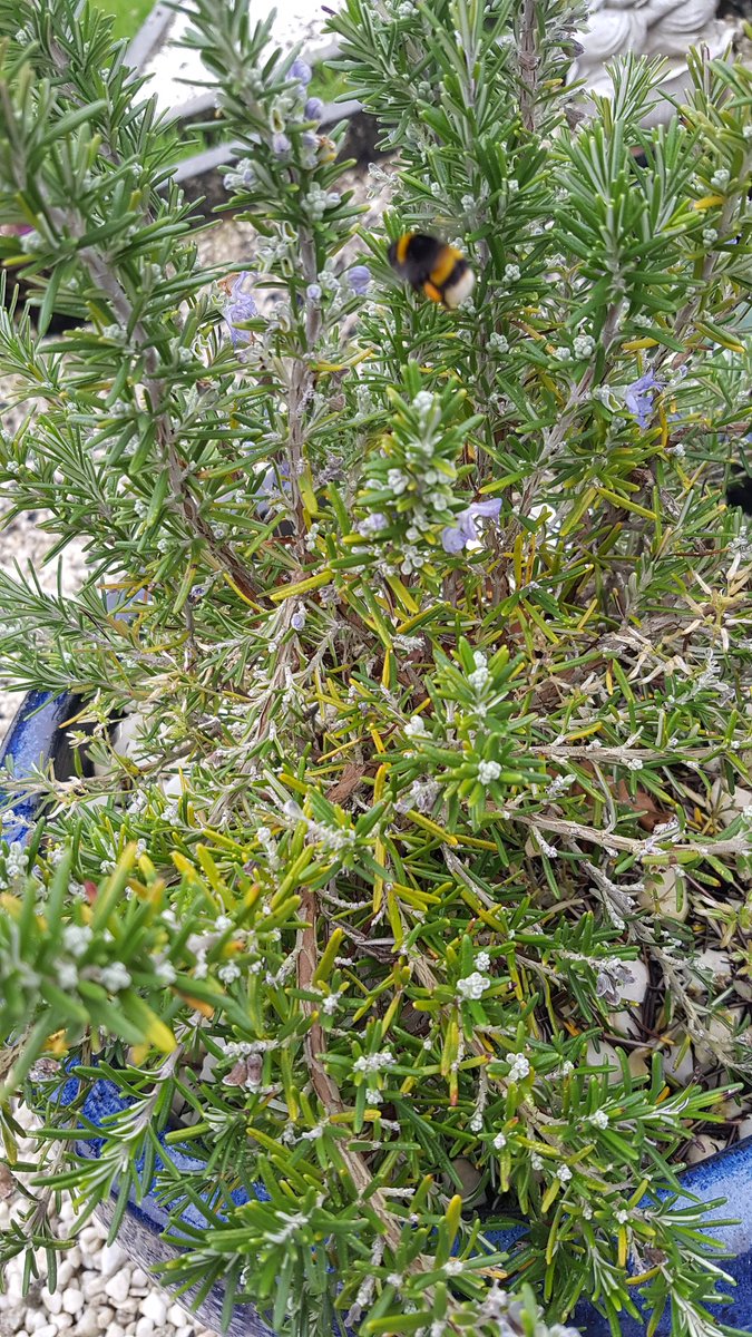GregoryToal's tweet photo. Went to visit my Mum's grave in County Kildare to lay a heart basket & say hello.And what come upon her rosmary bush..a bee! A bee in December on Christmas week.Thanks https://t.co/Do9WNDFEYC you💔🙏#messagesfrombeyond #visitinggraves #lostlovedpnes https://t.co/dda8TnkwNb