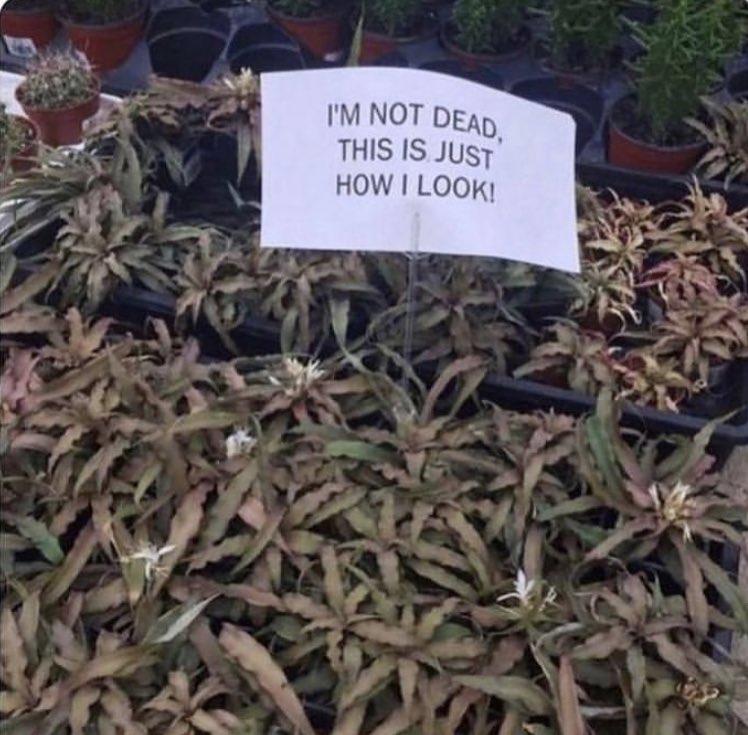 cannnis's tweet photo. Me as a plant https://t.co/npNb9A8nL8