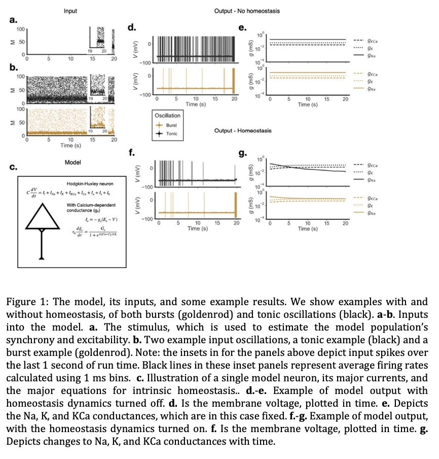 But to consider homeostasis we must consider time, so we compare a very short four cycle oscillation to a tonic one, lasting many seconds. We also, as my first tweet suggested, considered to kinds of synapses- AMPA and GABA.
