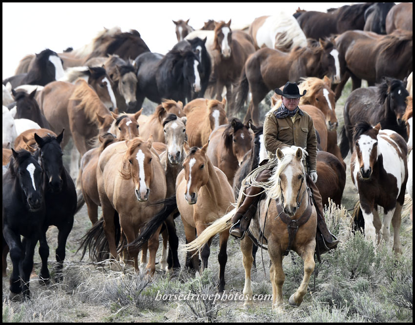 EPNet's tweet image. Plan to join us in 2021 for the Sombrero Ranch photo Workshop and Great American Horse Drive. All the details: equinephotographers.org/col21/