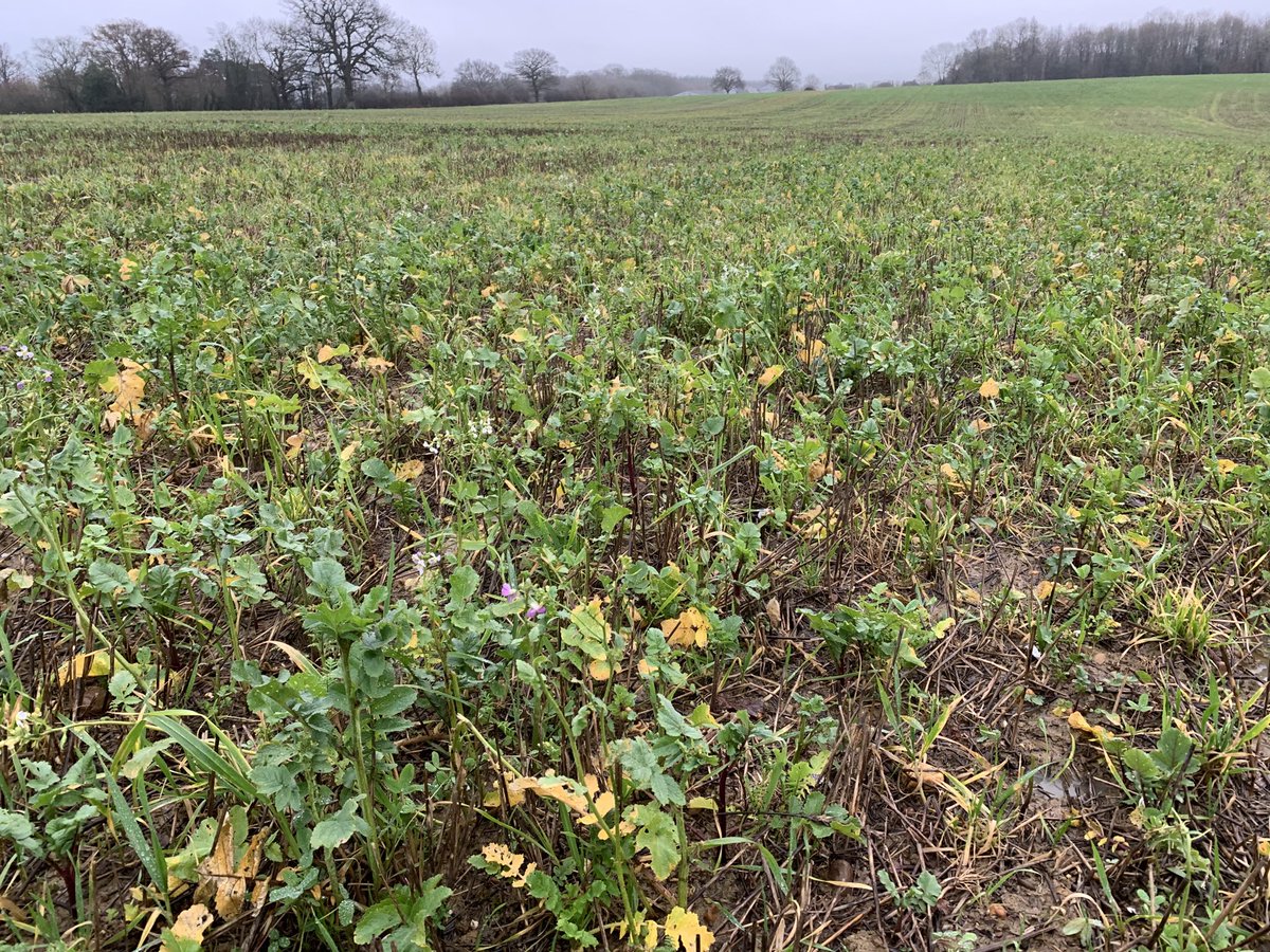 2/n Today I tramped over many fields, cropped last year to fill those bins. It would take a few 100s of acres to fill them.However this year I’d say that half the fields are stubble left from the previous crop, a quarter in winter beans and 1/4 in winter cover crops, see pic.