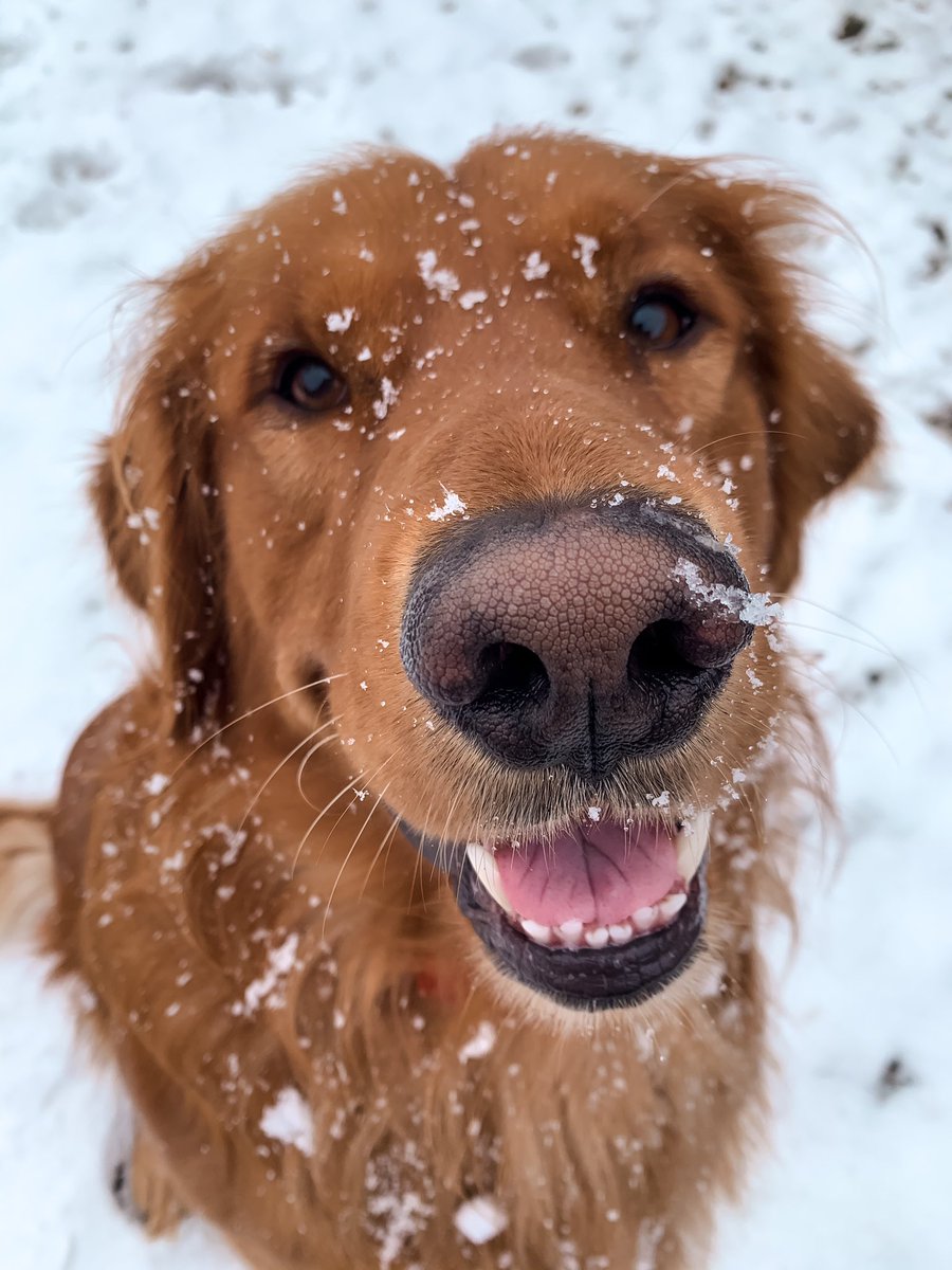 KatyyBugg's tweet photo. @dog_rates @bestfriends @Trupanion Snowy pups ❄️☃️ https://t.co/2b0yU4qFDW