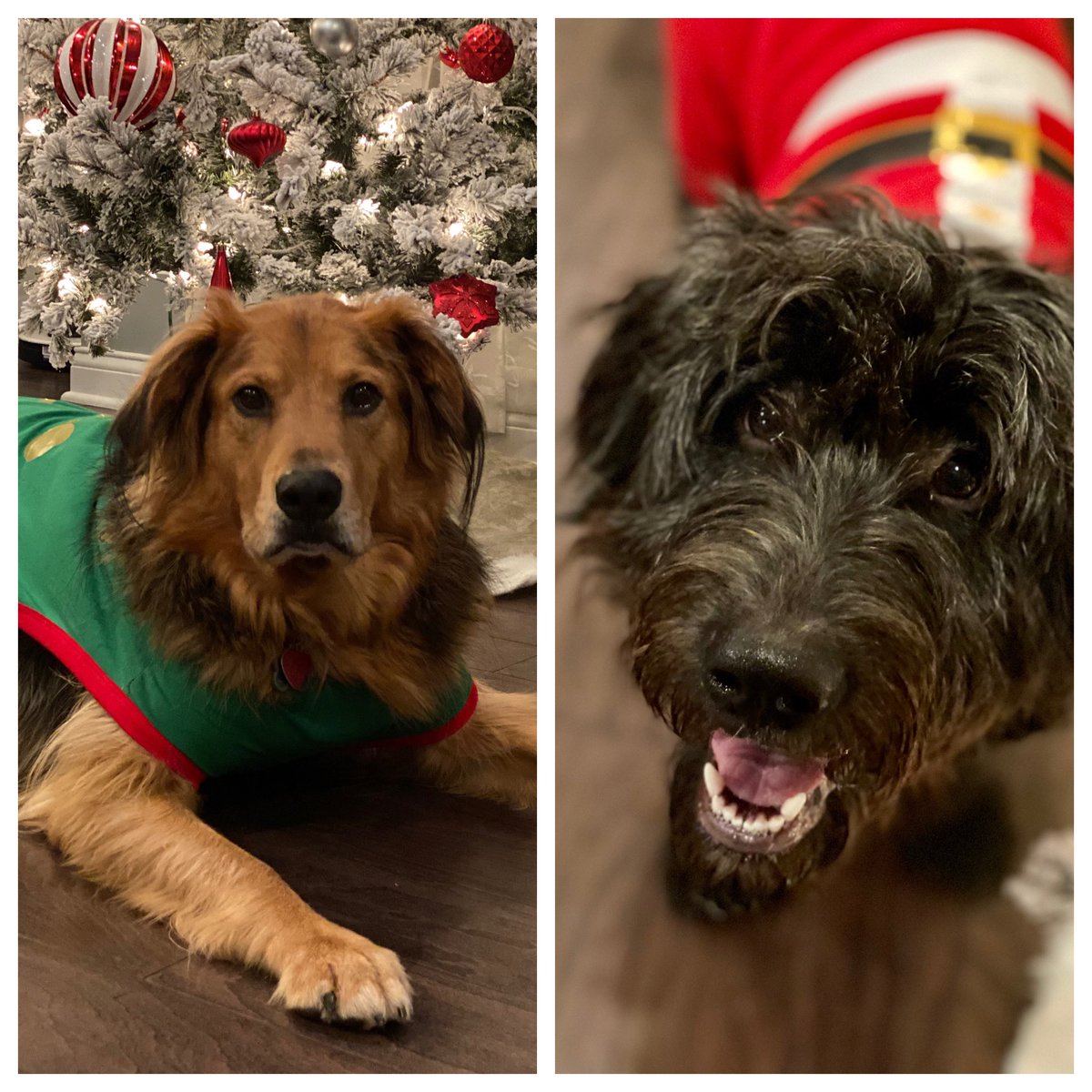 brooke_lyons's tweet photo. @dog_rates @bestfriends @Trupanion Marshall &amp; Lola are on the lookout for Santa Paws 🎄🎁 https://t.co/QhWWYSEIjf