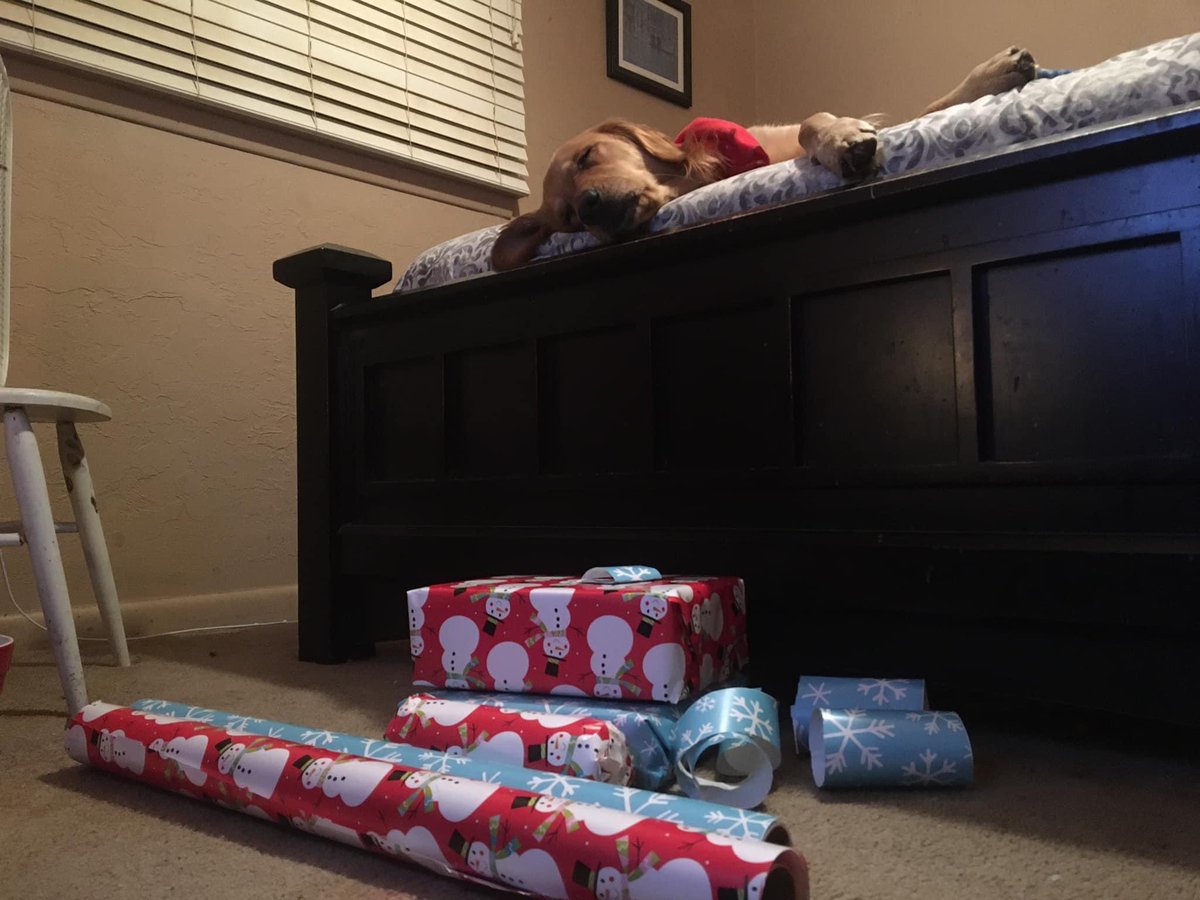 kphillips11234's tweet photo. @dog_rates @bestfriends @Trupanion #Tuff doesn’t have any holiday garb, but he’s happy to help supervise the wrapping of presents https://t.co/X1BjJrkHCq