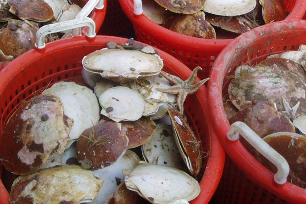 NOAAFish_NEFSC's tweet photo. .@OA_NOAA awarded funding for assessing vulnerability of sea scallop social-ecological system in the northeast. Study led by Lisa Colburn, Deborah Hart, Shannon Meseck, and collaborators at @UConn, @CFRF_RI, @RutgersU: More about their project: https://t.co/torlSHYGQX. https://t.co/qpHS0uElOO
