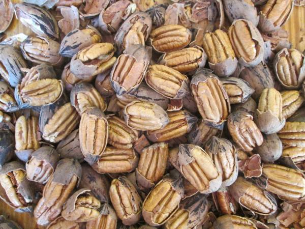 Cracked Pecans $5.50 per pound
My parents have a small pecan orchard in South Texas. 
Located in Pearsall, Tx (UPS Shipping Available for actual cost)
Phone: 830-334-2583
Below is a link to their Pecan Page:
facebook.com/smithfamilypec…
#PecanPie #Pecans #Pecancandy