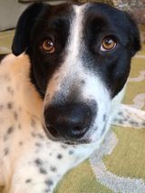 Next up Barley on the grass, Charli giving puppy eyes, Daisy with the close up and Honey passed out on the chair!