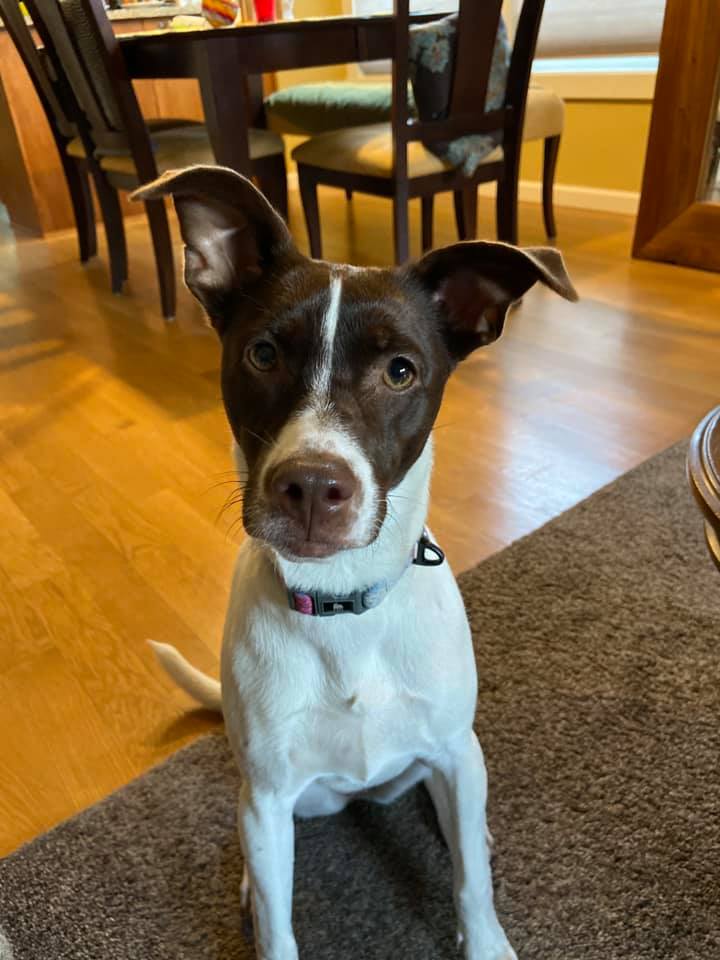 A few pups with ears! Andi (Andromeda) staring deep into your soul. Petunia curled up in bed. Roz enjoying the beach! And finally Stevie with a little blep
