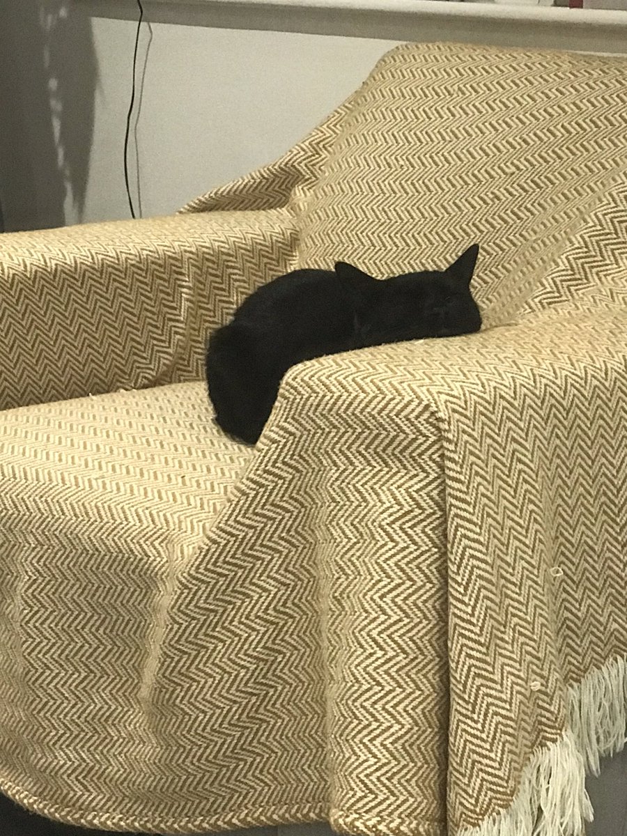 bak_kent's tweet photo. Very jealous of Mr Reggie and his blissful ignorance of the state of the world. Oh to be a cat! (yes, my chair is covered because he likes to scratch everything in sight) 🙃 https://t.co/8atAcNuGDU