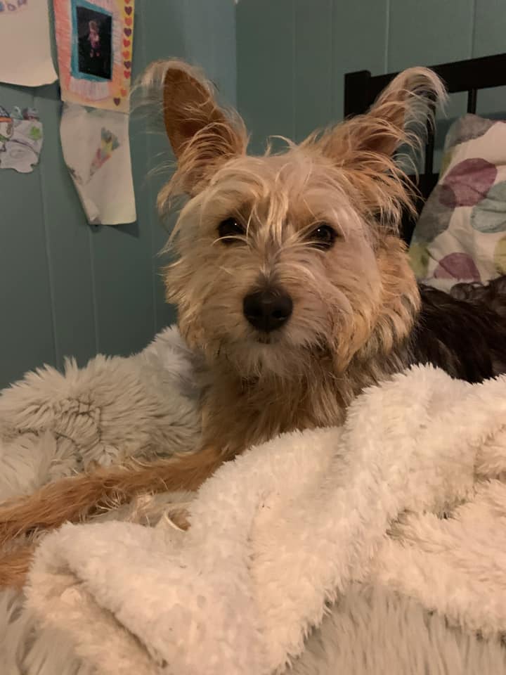 A few pups with ears! Andi (Andromeda) staring deep into your soul. Petunia curled up in bed. Roz enjoying the beach! And finally Stevie with a little blep