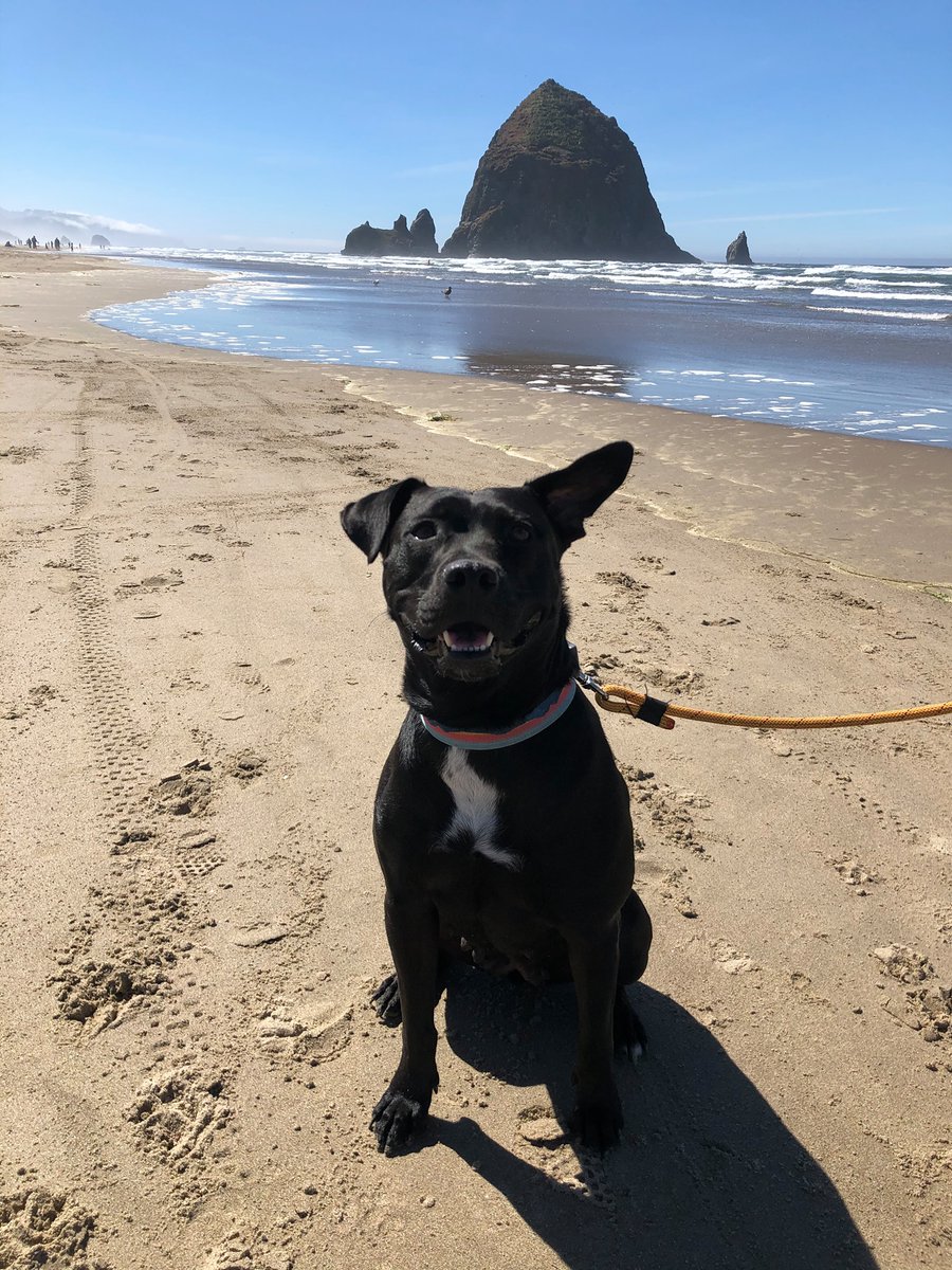 A few pups with ears! Andi (Andromeda) staring deep into your soul. Petunia curled up in bed. Roz enjoying the beach! And finally Stevie with a little blep