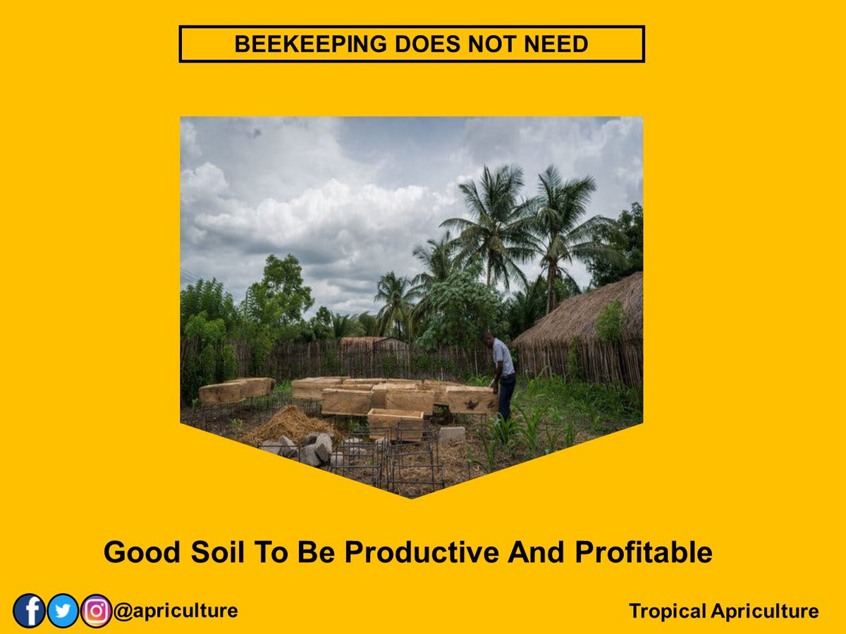 apriculture's tweet photo. Beekeeping does not need good soil to be productive and profitable. #beekeeping #soil #neednot #productive #profitable #productivity #farmers #agribusinessnigeria #honeydecay #tropicalapriculture https://t.co/1ubuSqR38b